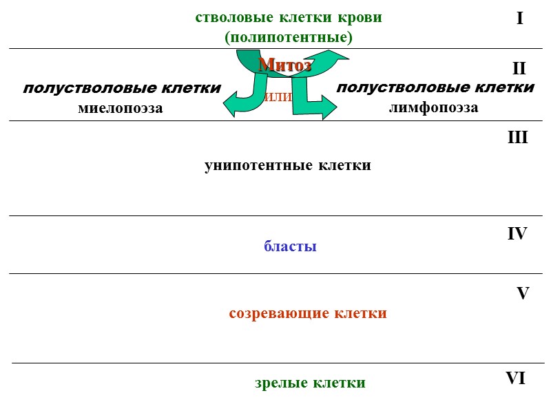 V стволовые клетки крови  (полипотентные)  полустволовые клетки миелопоэза  полустволовые клетки лимфопоэза